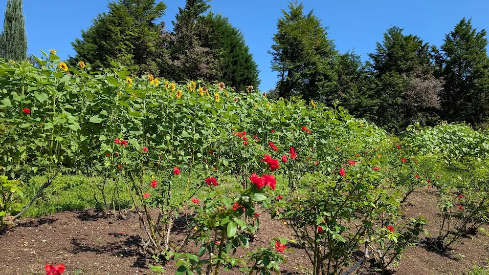 青空の下、馬見丘陵公園の花壇で手前に赤い薔薇、奥に秋咲きひまわりが咲き誇る競演の様子。